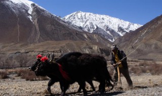 西藏高山牦牛介绍 在海拔多高的地方