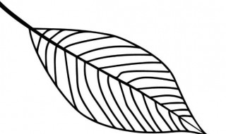 简笔画树叶的画法 怎么画叶子简单