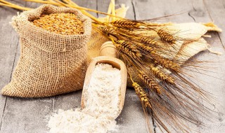 怎样储存小麦不被虫吃 有什么好方法