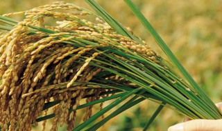 矮杆大穗高产水稻品种 最新矮杆大穗高产水稻品种推荐