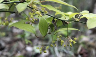 三脉菝葜介绍 形态特征