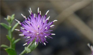 花花柴介绍 花花柴简介