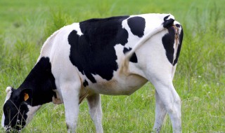 奶牛为什么一直产奶 什么样的奶牛的奶营养较高