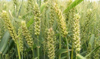小麦高产便宜配方 小麦高产便宜配方详解