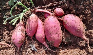 红薯和什么蔬菜吃最好 红薯加芹菜可以降血压
