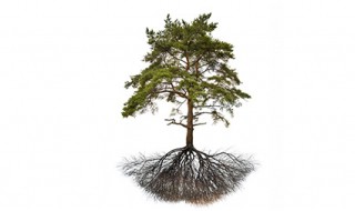 松树寄生的功效与主治 松树寄生的分布地