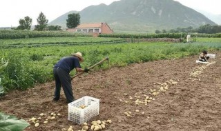 南方土豆的种植方法 其实很简单