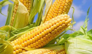 六月玉米像什么 你觉得哪个最形象