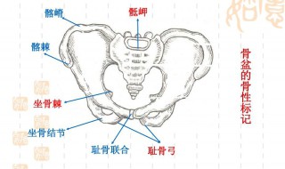 耻骨高的好处 耻骨所在什么位置