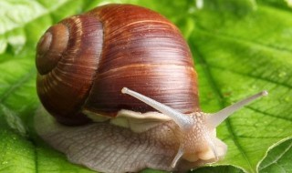 蜗牛养殖方法 蜗牛怎么养