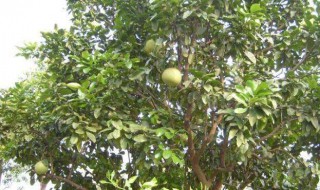 柚梗树种子怎么种 柚子种子怎么种