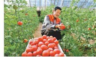 秋天大棚种植西红柿怎样管理 秋天大棚种植西红柿的管理方法