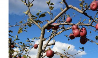 苹果树如何移栽 苹果树怎么移栽