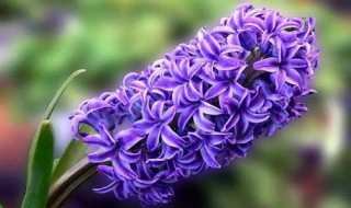 紫色风信子花语是什么 紫色风信子花语简单介绍