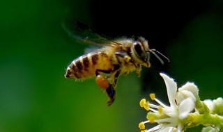 有关蜜蜂的简单知识 蜜蜂的介绍