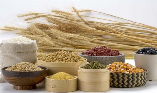 稻黍稷麦菽指什么 稻黍稷麦菽简单介绍