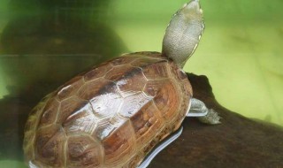 龟的正确食用方法 龟的正确食用方法分享