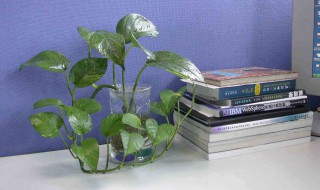 办公室里放什么植物好 办公室适合养的植物有哪些
