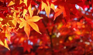 秋天的颜色有哪些颜色 秋天会呈现哪些颜色