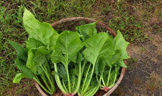 如何清洗干净菠菜 清洗菠菜的方法