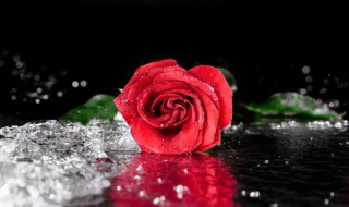 五朵玫瑰代表什么意思 玫瑰花的寓意