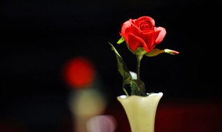 红色玫瑰花代表什么意思 红色玫瑰花语