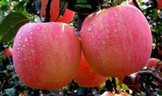 苹果闻起来是什么味道 苹果的味道介绍