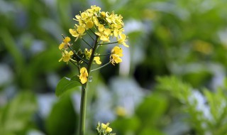 油菜花为什么叫油菜花 叫油菜花的原因