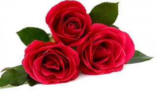 4朵玫瑰代表什么意思 送四朵玫瑰的含义