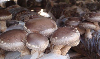 蘑菇怎么保存 蘑菇保存的小技巧