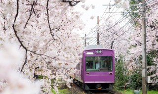 日本樱花几月开 日本樱花花季是几月