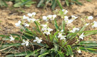 白花堇菜介绍 白花堇菜的简介