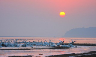 荣成天鹅湖在哪里 景色如何呢