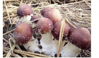 大球盖菇种植技术 如何种植大球盖菇