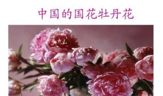 中国的国花是哪种花 牡丹简介