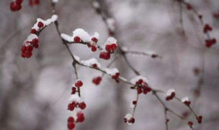 大雪无雪有什么说法 大雪时节不下雪可咋行