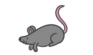 捉老鼠最有效又简单的方法 6个方法教你捉老鼠