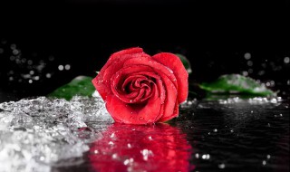 玫瑰花的句子唯美 关于玫瑰花的唯美句子