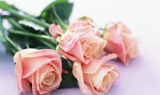 关于玫瑰花的唯美句子 描写玫瑰花的唯美句子