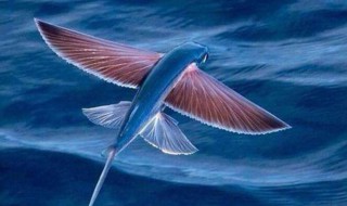 会飞的鱼是什么意思 会飞的鱼意思是什么