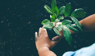 植树节的好处有哪些 植树节的好处介绍