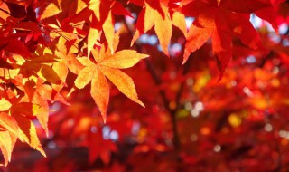 形容秋天很美的诗句 形容秋天很美的诗句都有哪些
