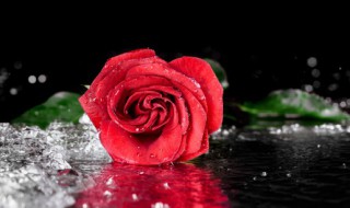 三朵玫瑰花代表什么 三朵玫瑰花代表的含义