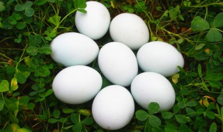 鹅蛋蒸多久才熟 鹅蛋蒸多少分钟才熟