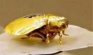 金蝉寓意是什么 金蝉寓意有哪些