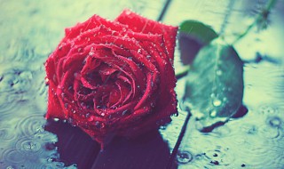 玫瑰花的意义 玫瑰花的意义介绍
