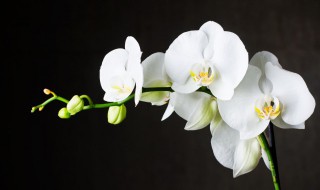 兰花代表什么含义 兰花的花语和象征寓意是什么