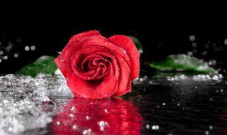 玫瑰花多少钱一朵 一般花店一朵玫瑰花多少钱