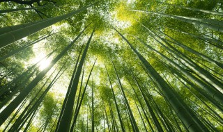 竹子的作用 竹子有什么作用