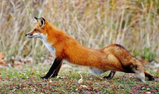 狐狸看鸡歇后语是什么 狐狸看鸡歇后语介绍